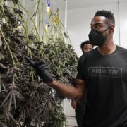Calvin Johnson Aims to Change Game with Cannabis Business