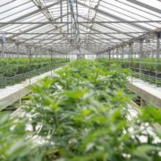 Cannabis Research Provisions Included in Senate-Approved Infrastructure Bill