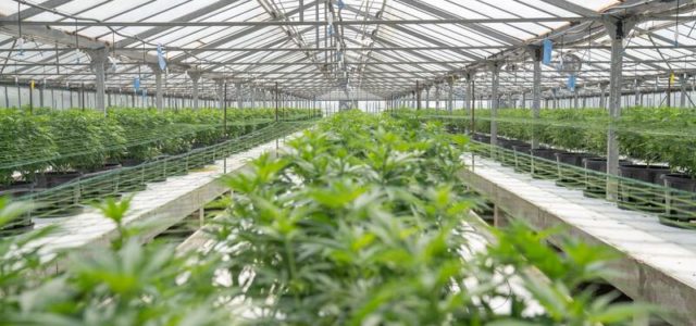 Cannabis Research Provisions Included in Senate-Approved Infrastructure Bill