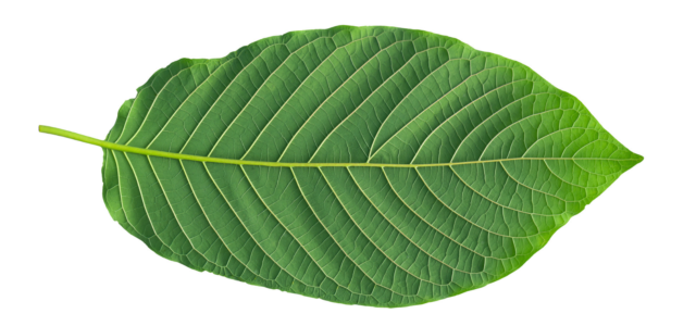 The FDA’s Proposed Kratom Ban is a Mistake