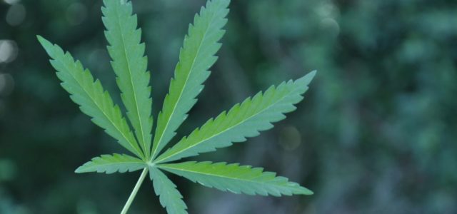 Tilray Inc: Big Moves Are Back for This Major Pot Stock