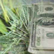 Top Marijuana Penny Stocks For Your List In August