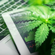Top Marijuana Stocks To Buy In August? 3 That Could Deliver Strong Cannabis Earnings