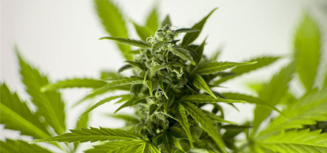 UK to Study Using Cannabis-Based Medicine to Treat Brain Tumors