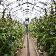 Aurora reverses itself on pot hospitality measure when second vote comes up short