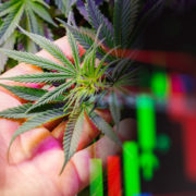 Best Canadian Marijuana Stocks To Buy? 2 For Your List In October 2021