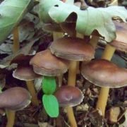 California Activists Cleared To Collect Signatures For Psilocybin Legalization Ballot Initiative