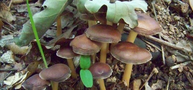 California Activists Cleared To Collect Signatures For Psilocybin Legalization Ballot Initiative