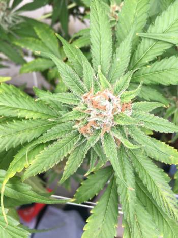 cannabis hop latent viroid