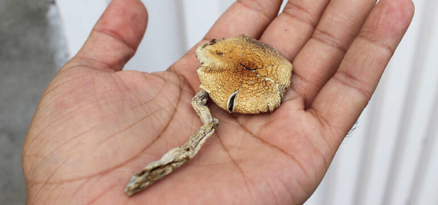 Magic Mushrooms May Be the Biggest Advance in Treating Depression Since Prozac