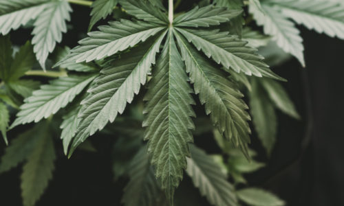 Marijuana use did not climb following legalization in states: Study