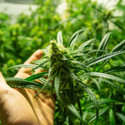 Pot grower gears up for recreational market in New Mexico.