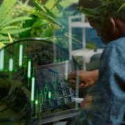 Top Cannabis Stocks To Buy Long Term? 2 Pot Stocks With A Dividend For Shareholders