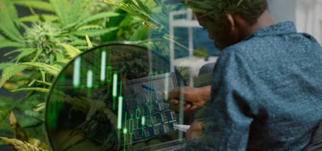 Top Cannabis Stocks To Buy Long Term? 2 Pot Stocks With A Dividend For Shareholders