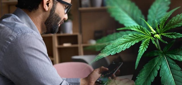 Are These Marijuana Stocks On Your Watchlist? Here’s Why They Should Be