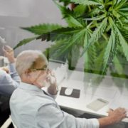 Best Long-Term Marijuana Stocks To Buy? 2 Pot Stocks With Dividends In 2021