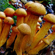 California Could Decriminalize Drug “Magic Mushrooms” as Early as Next Year