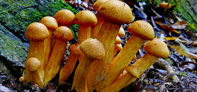 California Could Decriminalize Drug “Magic Mushrooms” as Early as Next Year