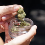 U.S. Senators Ask Justice Department to Decriminalize Cannabis