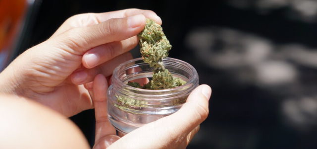 U.S. Senators Ask Justice Department to Decriminalize Cannabis