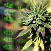 2 Marijuana Stocks To Watch Right Now In November