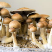 Largest psilocybin trial finds the psychedelic is effective in treating serious depression