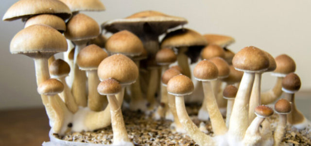 Largest psilocybin trial finds the psychedelic is effective in treating serious depression