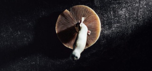 Psilocybin therapy boosts cognitive and neural flexibility in depressed patients, study finds