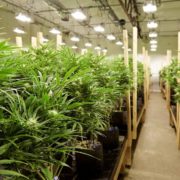 Village Farms International Inc’s Expansion in Pot Sector Could Drive Shares Up