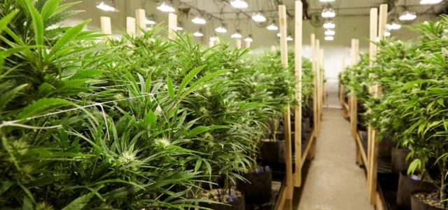 Village Farms International Inc’s Expansion in Pot Sector Could Drive Shares Up