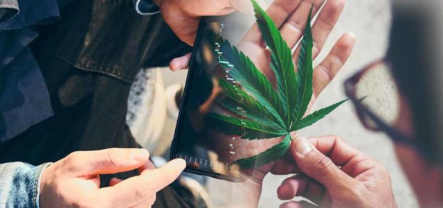 Are These Marijuana Stocks Worth Buying Right Now Or Not?