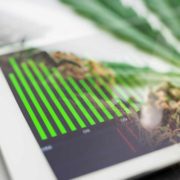 Best Marijuana Stocks To Buy For 2022? 2 Top US Cannabis Stocks For Your Watchlist Right Now