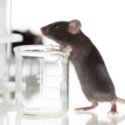 Cannabis found to impact fertility in two generations of mice