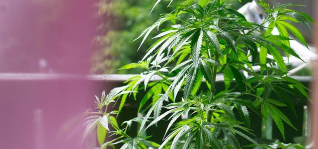 GrowGeneration Corp: Overlooked, Undervalued Pot Company Reports Record Q3
