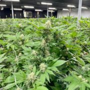 Should You Get Into the Cannabis Cultivation Business?
