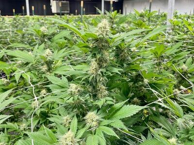 Should You Get Into the Cannabis Cultivation Business?