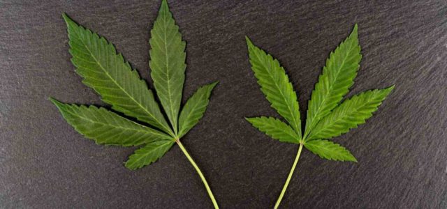 2 Beaten-Up U.S. Cannabis Stocks Wall Street Says Can Soar 154%–288%