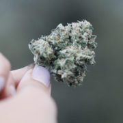 Omicron strains marijuana industry supply chain in Massachusetts