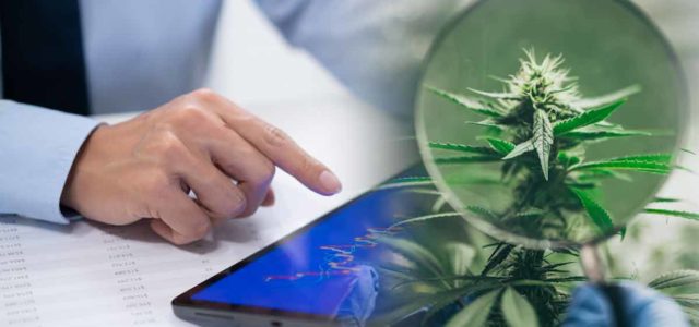 Top Marijuana Stocks To Add To Your Watchlist In January