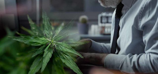 Top Marijuana Stocks For Better Trading In 2022