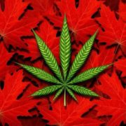 3 Canadian Marijuana Stocks To Watch This March