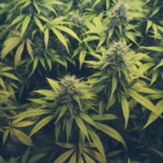 House poised to pass bill legalizing marijuana