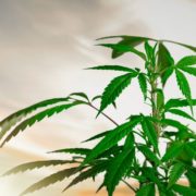 Tilray Inc: Soon-to-Be $1-Billion-Revenue Pot Stock Could Easily Triple