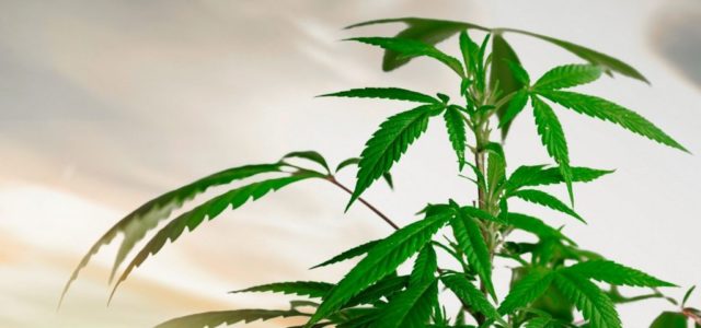 Tilray Inc: Soon-to-Be $1-Billion-Revenue Pot Stock Could Easily Triple