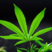 Colorado marijuana industry regulators under fire as underage sales checks nosedive