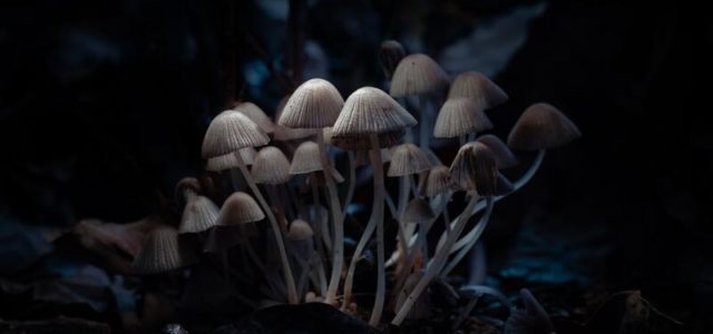 Magic mushrooms can lead to long-term improvements in depression, study finds
