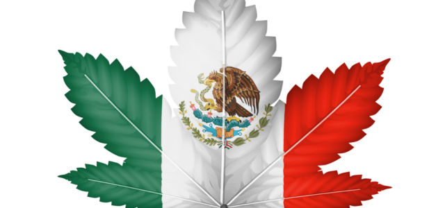 Mexico Cannabis FAQ: Part 2