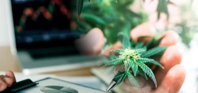 3 Top Marijuana Stocks To Watch Today