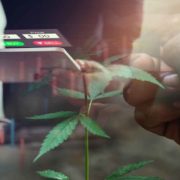 Best Marijuana Stocks To Buy Now? 3 Penny Stocks For Your List In Q2 2022