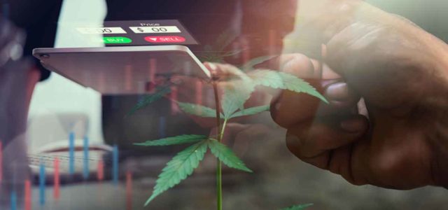 Best Marijuana Stocks To Buy Now? 3 Penny Stocks For Your List In Q2 2022